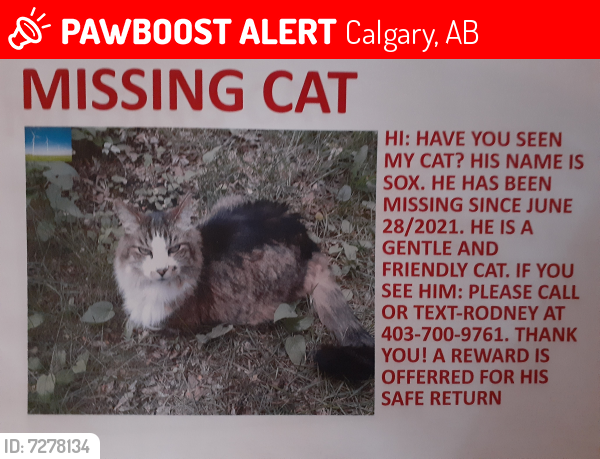 Lost Male Cat last seen Forest lawn area SE, Calgary, AB 