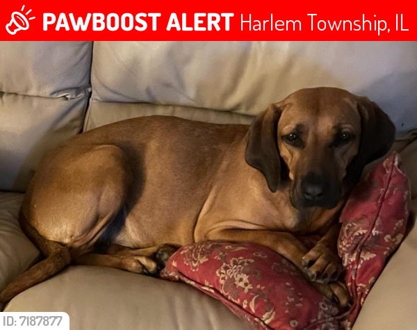 Lost Female Dog last seen Argyle and Harlem, Harlem Township, IL 61011