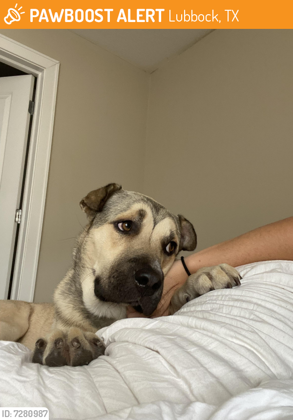 Found/Stray Male Dog in Lubbock, TX 79415 (ID: 7280987) | PawBoost