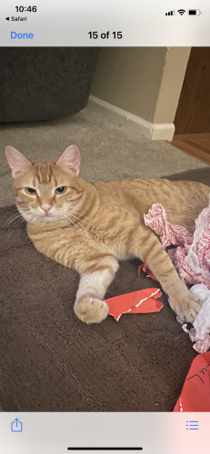 Lost Male Cat last seen Sycamore Street and Highland Terrace area of Martin Guitar , Nazareth, PA 18064
