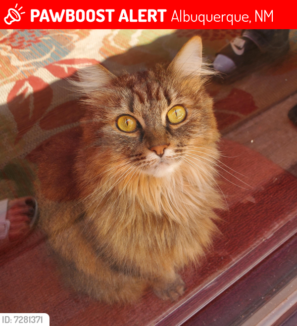 Lost Female Cat last seen Prairie rd and Louisiana blvd, Albuquerque, NM 87109