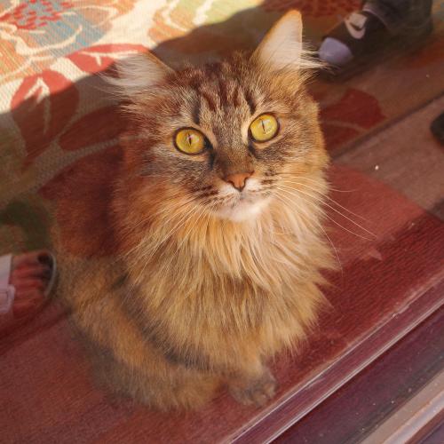 Lost Female Cat last seen Prairie rd and Louisiana blvd, Albuquerque, NM 87109