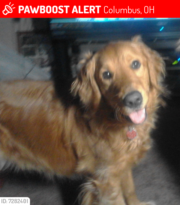 Lost Female Dog last seen Cleveland Ave. and Ferris Road, Columbus, OH 43215