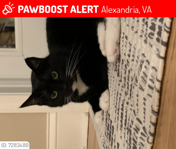 Lost Female Cat last seen Taney Ave and Richenbacher Ave , Alexandria, VA 22304