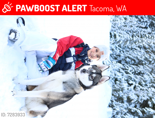 Lost Male Dog last seen Yakima ave, Tacoma, WA 98444