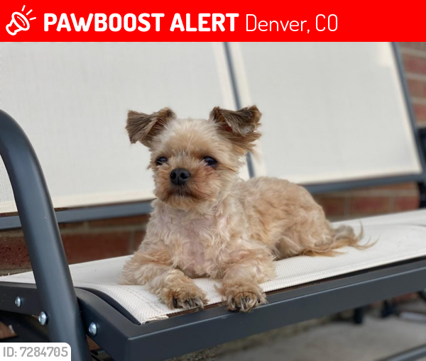 Lost Male Dog last seen Near S Broadway Denver, CO, Denver, CO 80210