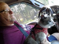 Lost Female Cat last seen Brigham County Campground Site 14, Blue Mounds, WI 53517