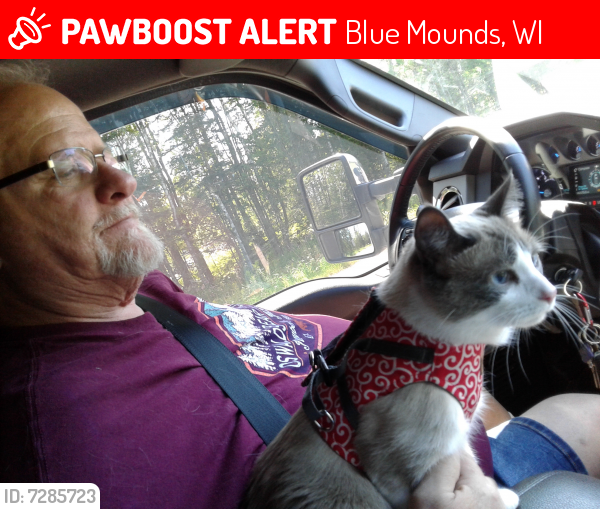 Lost Female Cat last seen Brigham County Campground Site 14, Blue Mounds, WI 53517