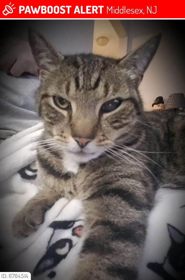Lost Male Cat last seen Bound Brook Vet Clinic Union Ave and Beechwood Ave, Middlesex, NJ 08846