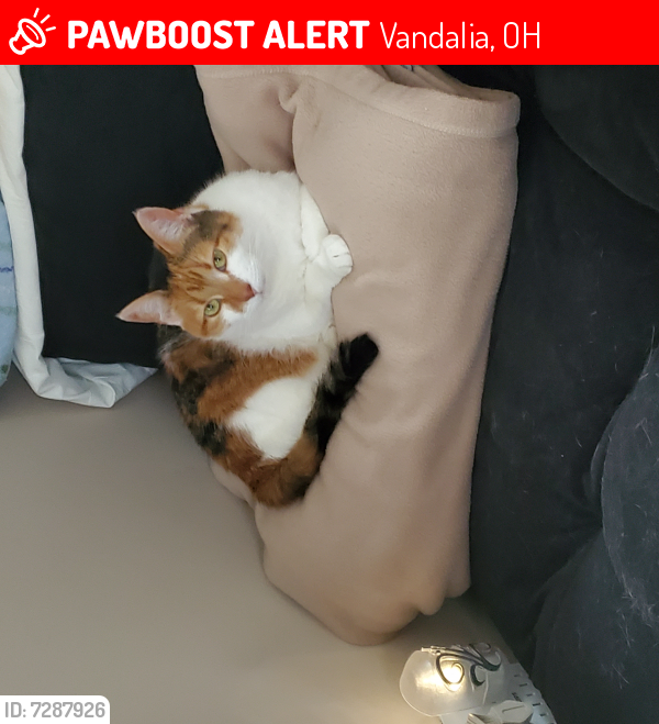 Lost Female Cat last seen Cyril Ct & Clyde, Vandalia, OH 45377