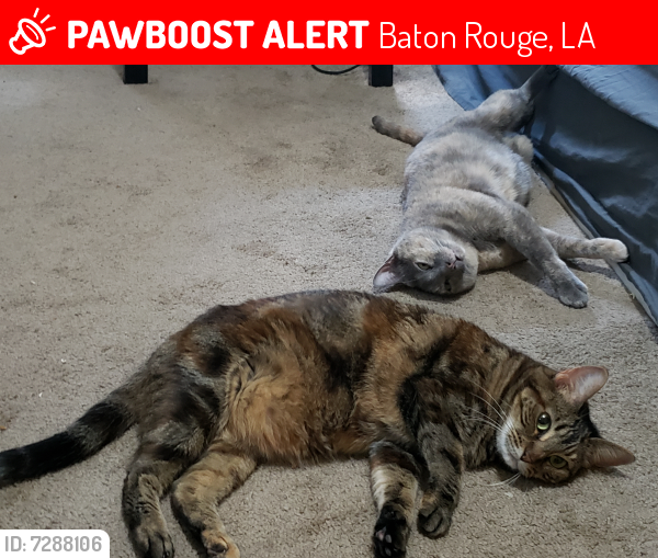 Baton Rouge, LA Lost Female Cat, Armand Is Missing PawBoost
