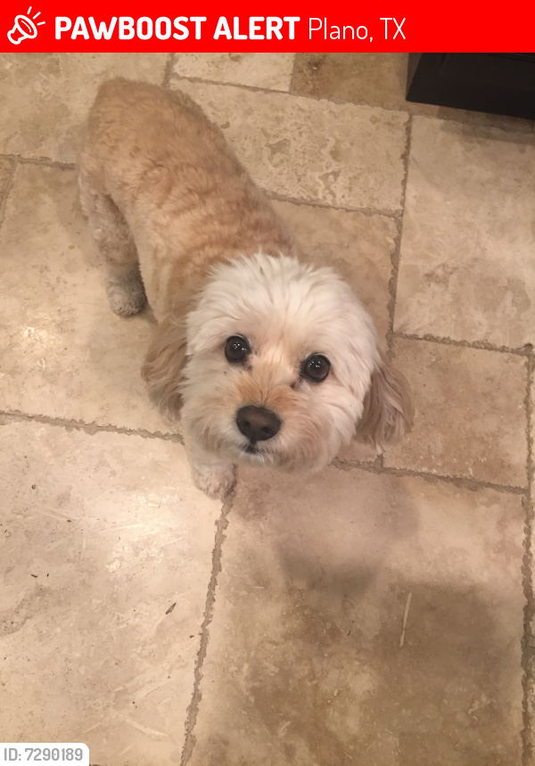 Lost Male Dog last seen Spring creek and communications, Plano, TX 75024
