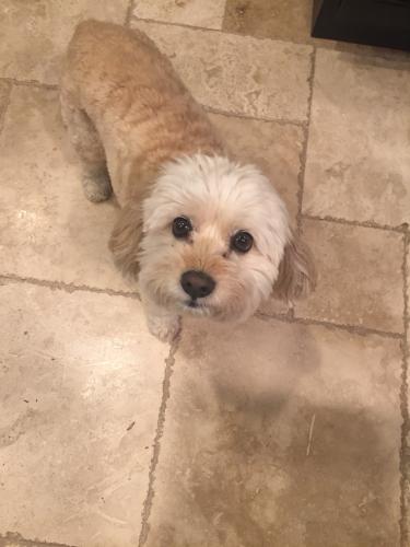 Lost Male Dog last seen Spring creek and communications, Plano, TX 75024