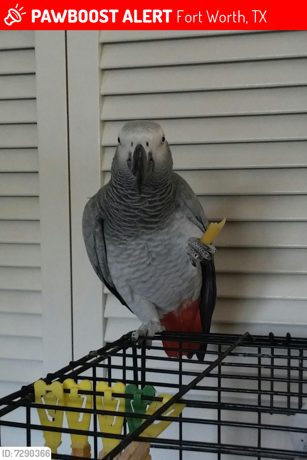 Lost Female Bird last seen Crooked lane and Kramer ct, Fort Worth, TX 76112