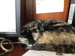 Reunited Female Cat last seen Avalon Park, Orange County, FL 32828