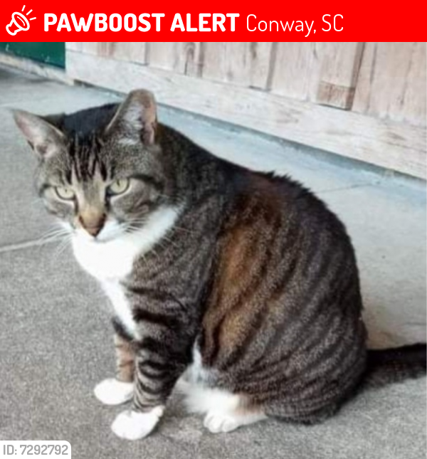 Lost Female Cat last seen Hwy 701 North, Conway SC , Conway, SC 29526