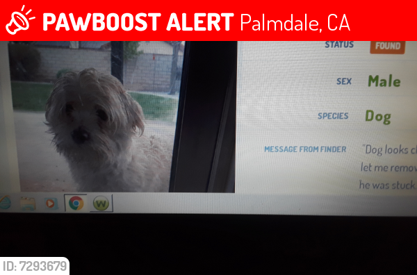 Lost Male Dog last seen Jupiter Ave. and Discovery Dr (East Palmdale 93550), Palmdale, CA 93550