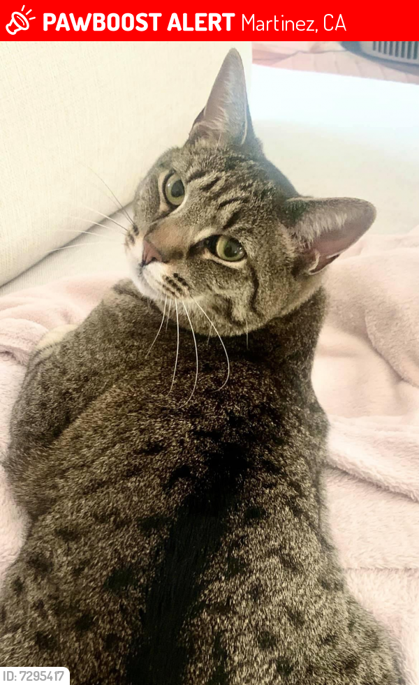 Lost Male Cat last seen Wildflower and Thistle , Martinez, CA 94553