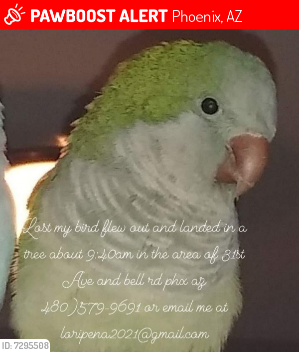 Lost Male Bird last seen 32nd Ave and Angela Dr, Phoenix, AZ 85053