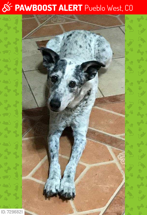 Lost Female Dog last seen Corner of Monarch and Jaroso Drive, Pueblo West, Pueblo West, CO 81007