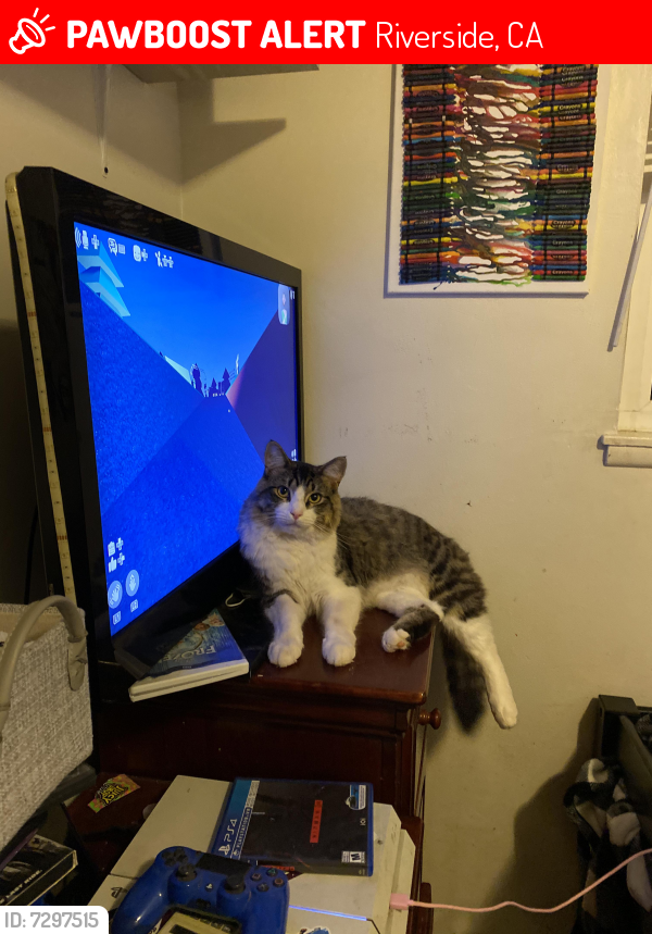 Lost Male Cat in Riverside, CA 92503 Named Rex (ID 7297515) PawBoost