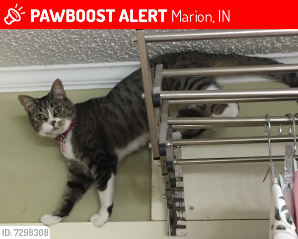 Lost Female Cat last seen W. Goff Drive, Marion, IN 46953
