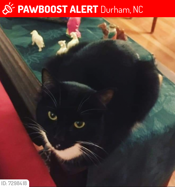 Lost Female Cat last seen Blakeford Drive & Victoria Drive, Durham, NC 27713