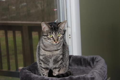 Lost Female Cat last seen Vanetta Road and Old 52., Laurel Township, IN 47024
