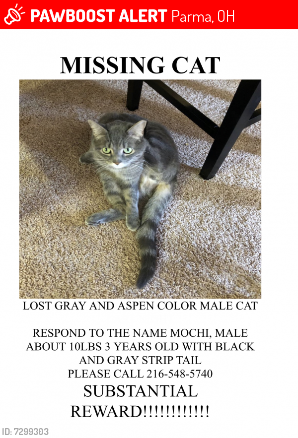 Lost Male Cat last seen York road and pleasant lake blvd , Parma, OH 44130