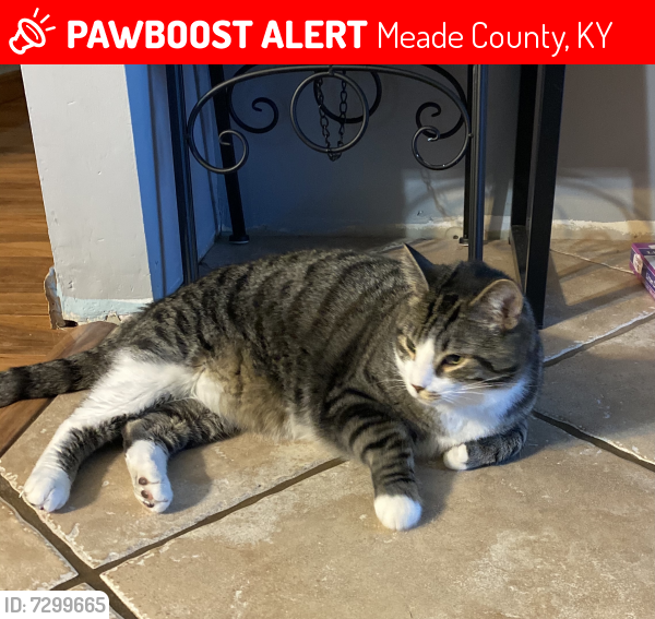 Meade County, KY Lost Male Cat, Thomas Is Missing PawBoost