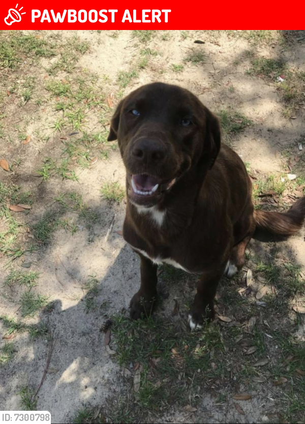 Lost Female Dog last seen US-15 , Clarendon County, SC 29125