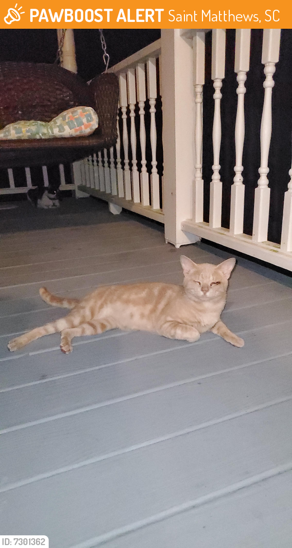 Found/Stray Male Cat last seen Country club road and patriot dr, Saint Matthews, SC 29135