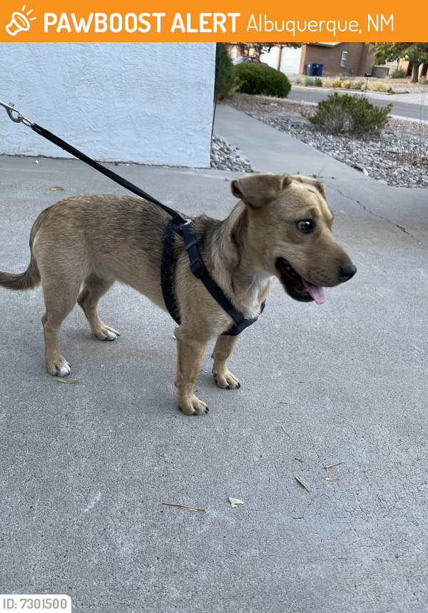 Rehomed Female Dog last seen General Somervell and Copper , Albuquerque, NM 87123