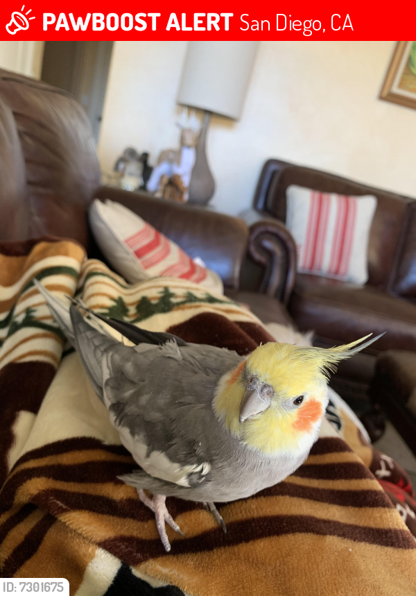 Lost Male Bird last seen Clairmont drive/ Mabon  place, San Diego, CA 92117