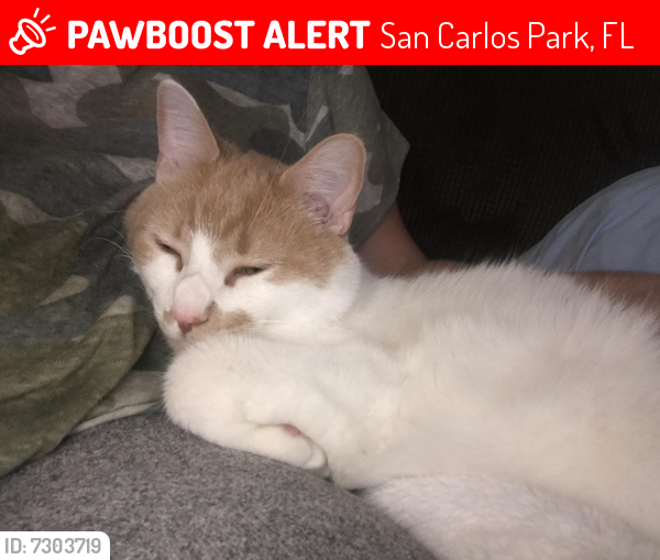 Lost Male Cat last seen San Carlos Blvd., San Carlos Park, FL 33967