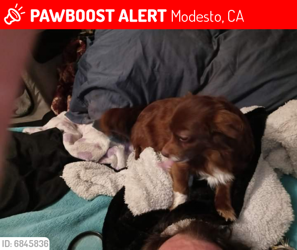 Lost Female Dog last seen Prescottand STANIFORD am pm, Modesto, CA 95350