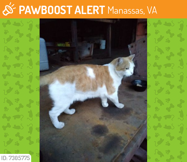 Found/Stray Unknown Cat last seen Wellington Rd & Rt 28 Manassas, va , Manassas, VA 20110