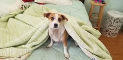 Reunited Male Dog last seen Near bloomwood, Los Angeles, CA 90731