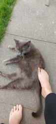 Reunited Female Cat last seen Firsview drive duston, Northamptonshire, England NN5 6SH
