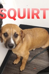 Lost Male Dog last seen Hegenberger, Oakland, CA 94612