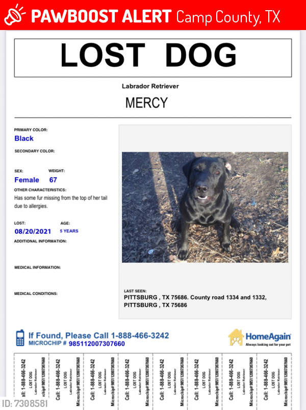 Lost Female Dog last seen CR 1332 and CR 1334, Camp County, TX 75686
