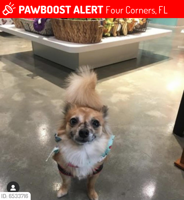 Lost Female Dog last seen Harbour Place Dr, Four Corners, FL 34747