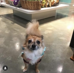 Lost Female Dog last seen Harbour Place Dr, Four Corners, FL 34747