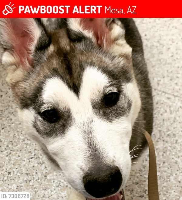 Lost Female Dog last seen Stapley and Broadway , Mesa, AZ 85204
