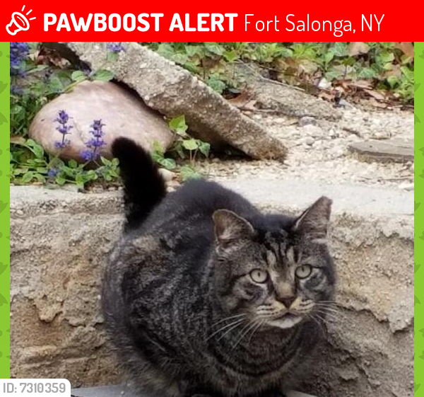 Lost Male Cat last seen Dune Court and Starlit Drive, Northport, Fort Salonga, NY 11768