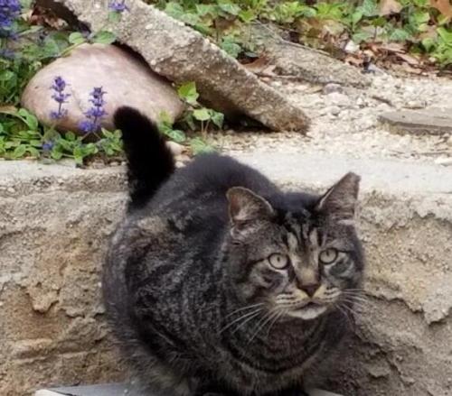 Lost Male Cat last seen Dune Court and Starlit Drive, Northport, Fort Salonga, NY 11768