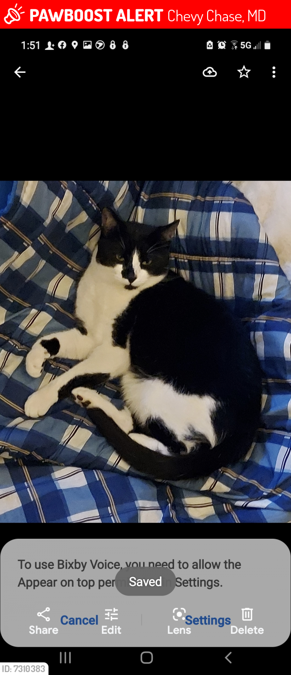 Lost Male Cat last seen Manor rd, Chevy Chase, MD 20815