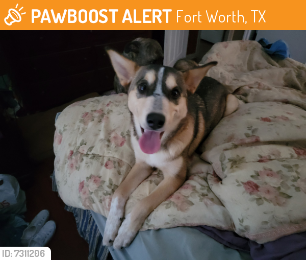 Rehomed Female Dog last seen Texas Golf Centet, Fort Worth, TX 76120