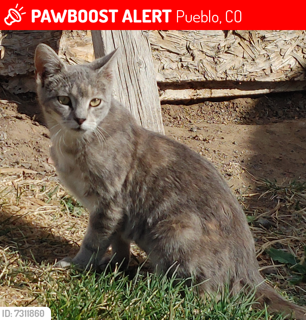 Lost Female Cat last seen Danny Rd and 30th Lane, Pueblo, CO 81006