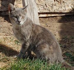 Lost Female Cat last seen Danny Rd and 30th Lane, Pueblo, CO 81006